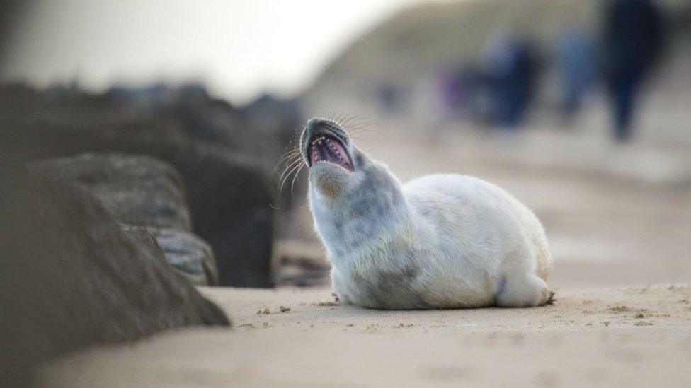 Yawning seal