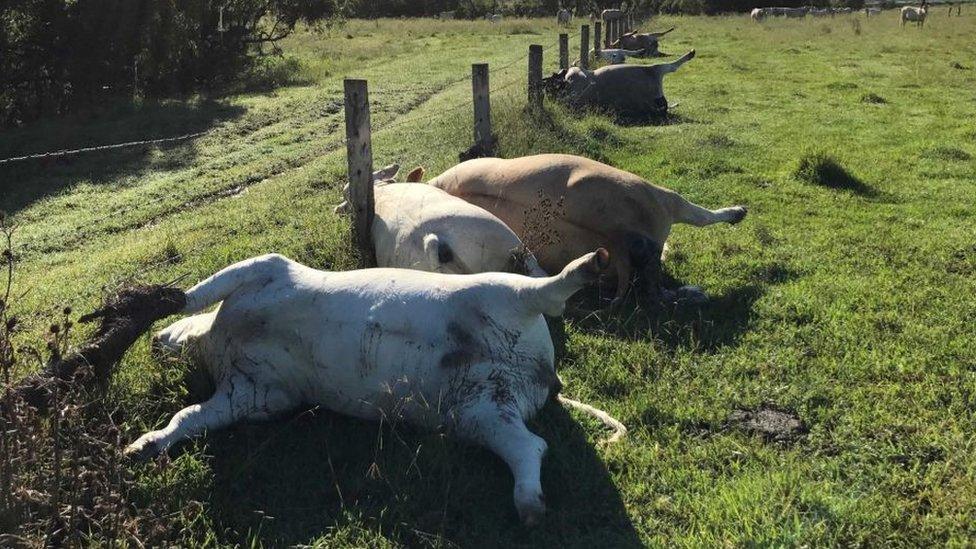 A line of dead cows next to a wire fence on an Australian farm