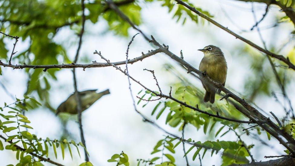 A Seychelles White Eye perches in a tree