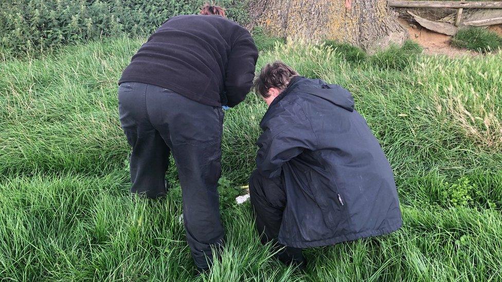 Police investigating the sheep attacks