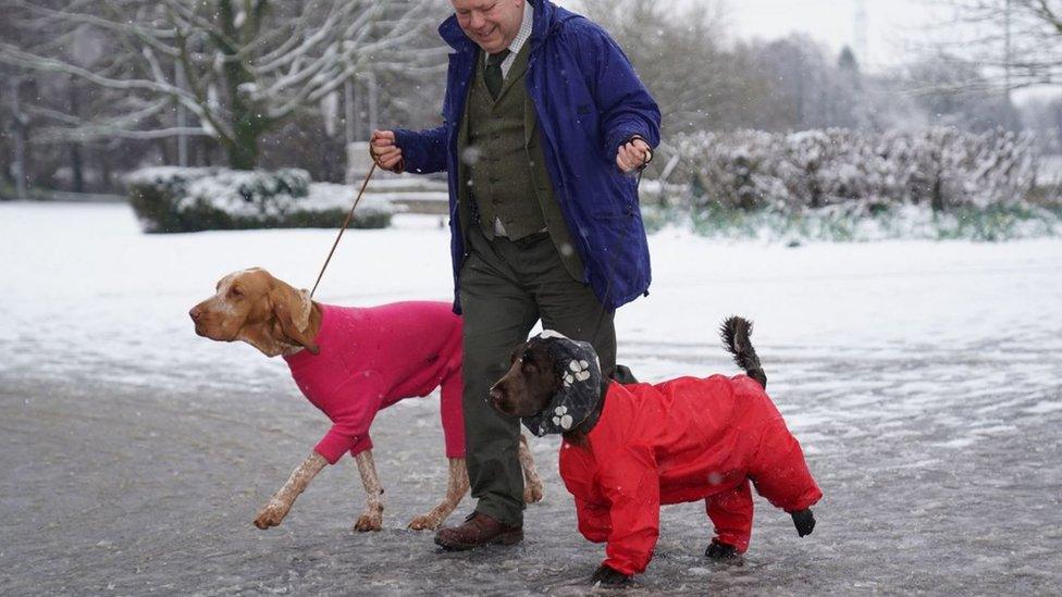 An owner arrives with dogs for Crufts