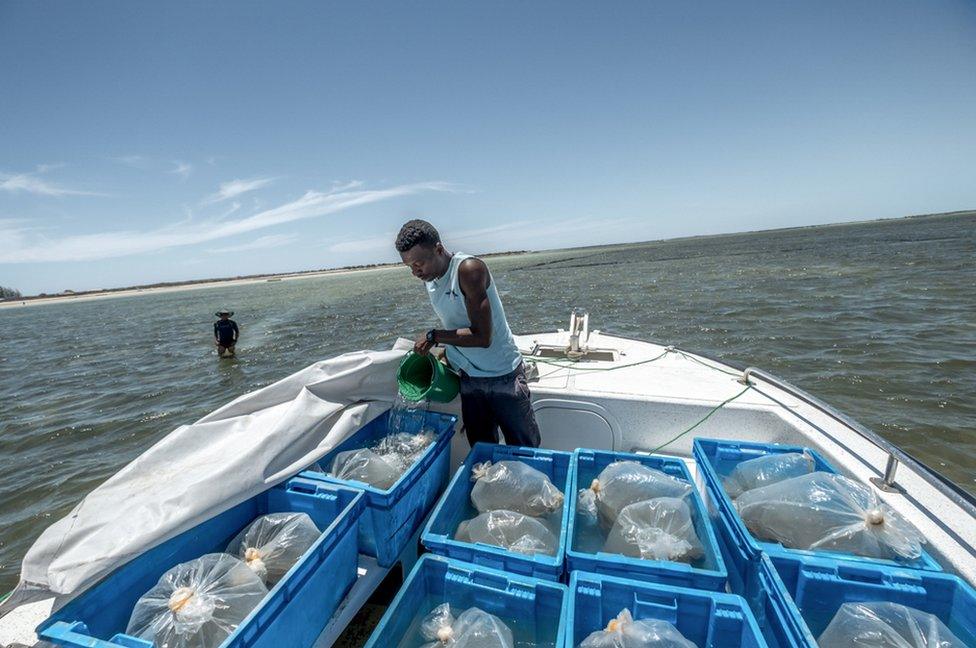 Bags of juvenile sea-cucumbers are acclimatised to the water temperature in the Bay of Assassins, before being released into pens. They will be harvested as adults in 9 months time.