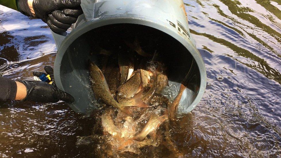 Fish being released