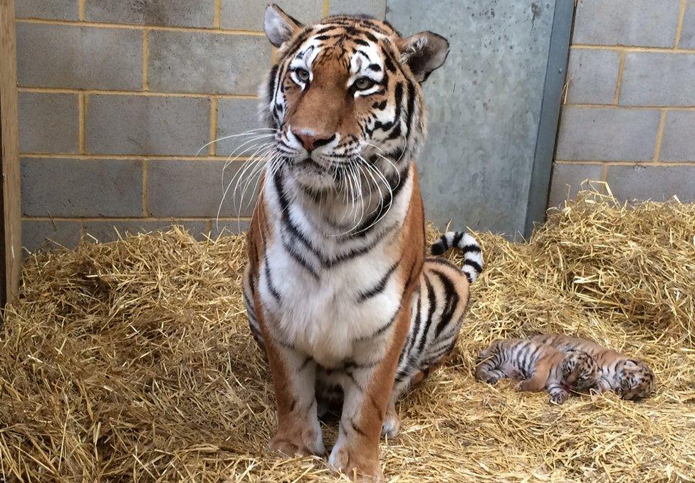 Minerva the Amur tiger with cubs