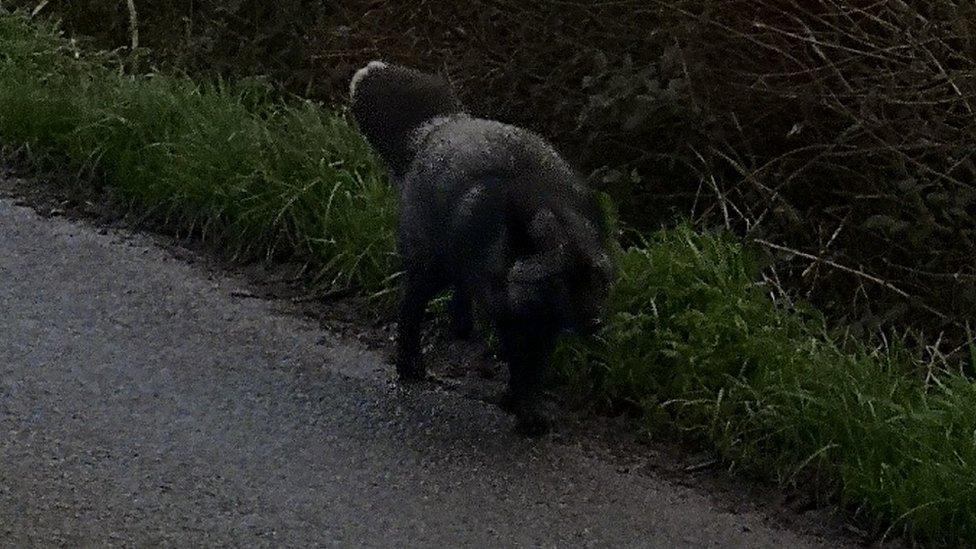 Black fox spotted by Karm Singh in Somerset