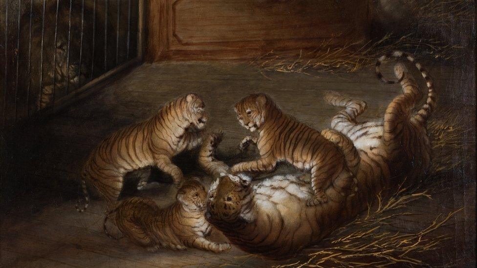 Three ‘liger’ cubs bred between a lion and a tigress at the Royal Menagerie, Sandpit Gate, Windsor Great Park - Richard Barrett Davis