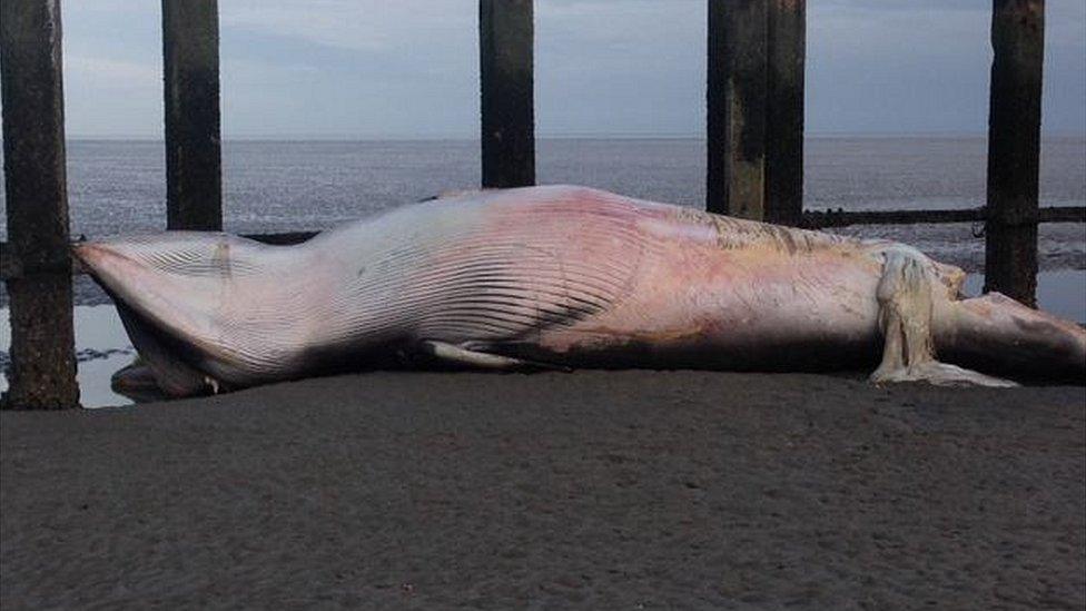 Whale on beach in Shoeburyness