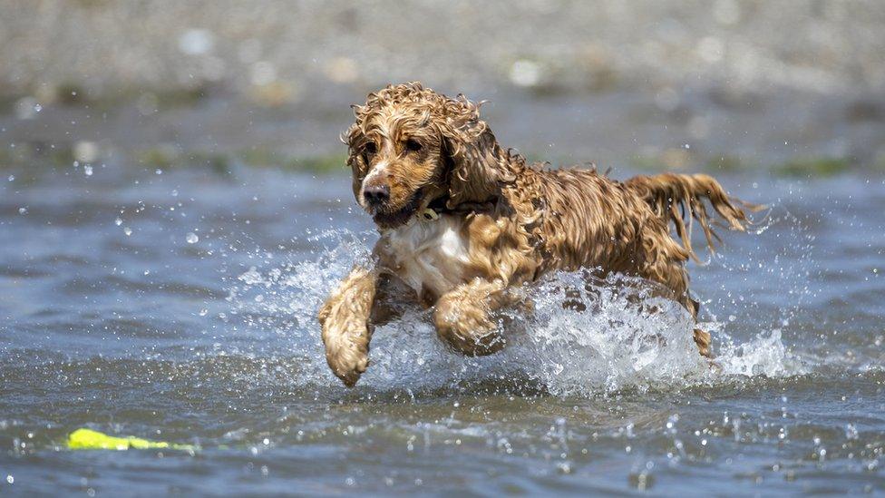 dog-in-the-water