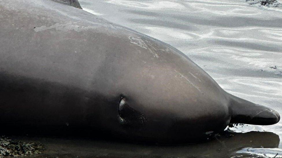 Whale Close up