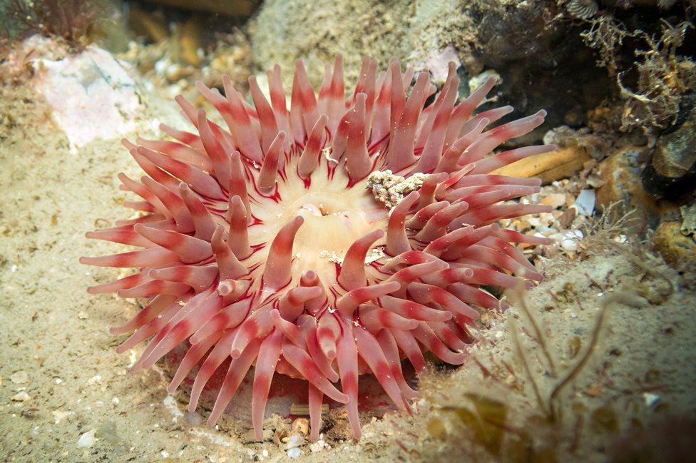 Sea anemone on Sheringham Snorkel Trail