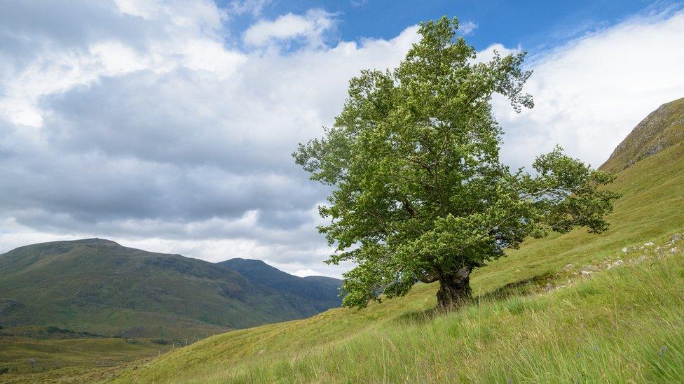 Tree called the Last Ent of Affric