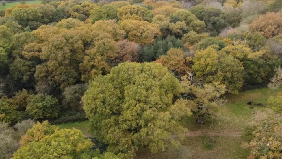 Aerial view of trees