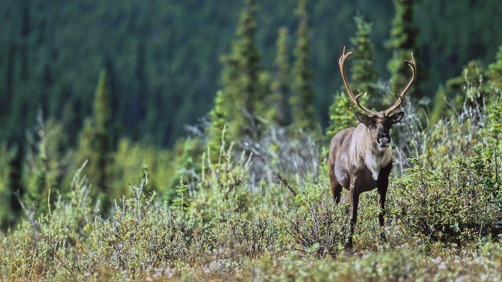 Mountain caribou