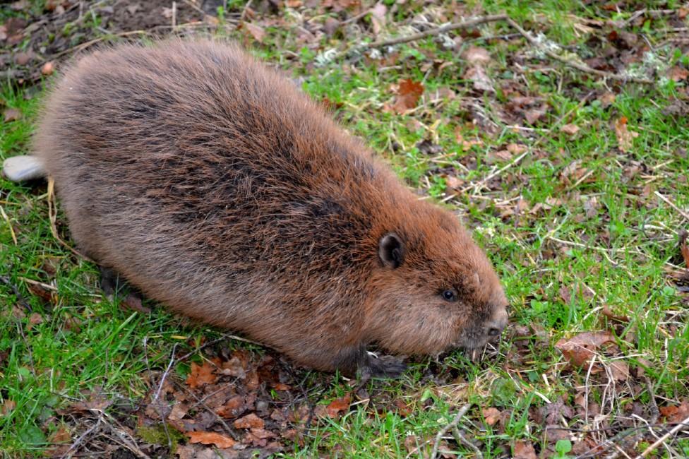 Perthshire beaver