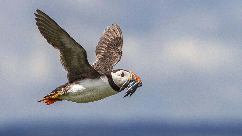 Atlantic Puffin.