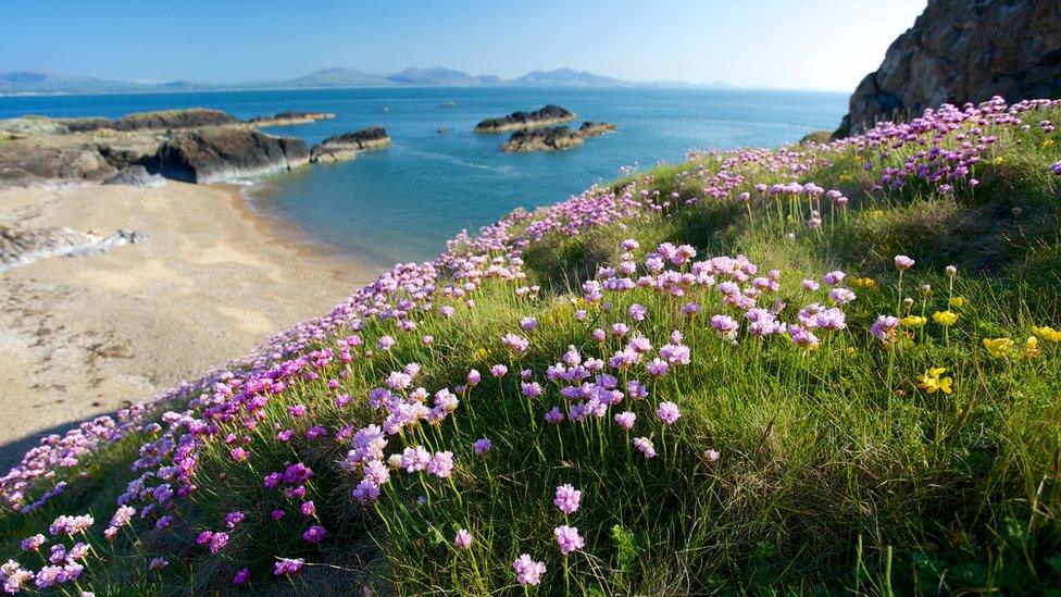 Clustog Fair yn ei binc a'i borffor ar yr Ynys