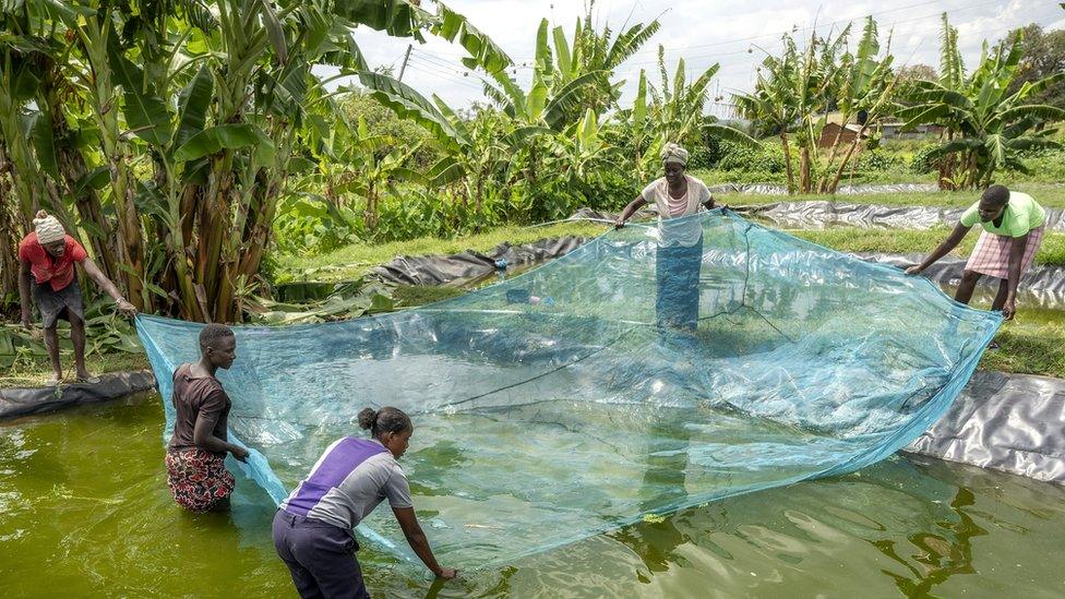 Smaller scale fish farm in Kenya