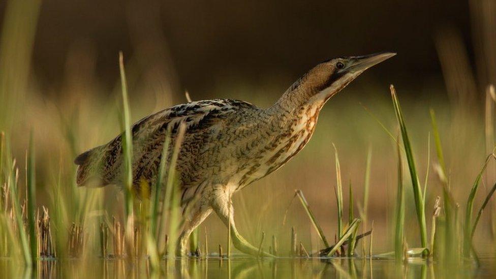 A bittern