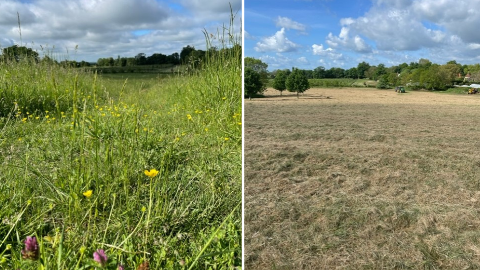 The field before and after the annual maintenance