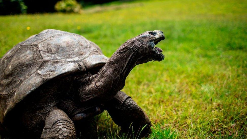 Jonathan, a Seychelles giant tortoise - believed to be the oldest living being on earth