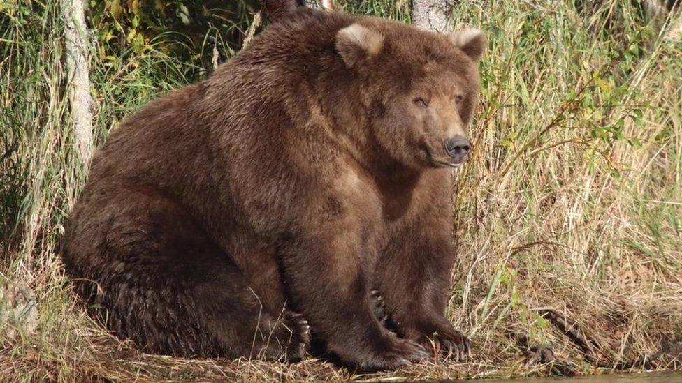 A very large, fat bear sits amongst the trees in Alaska.