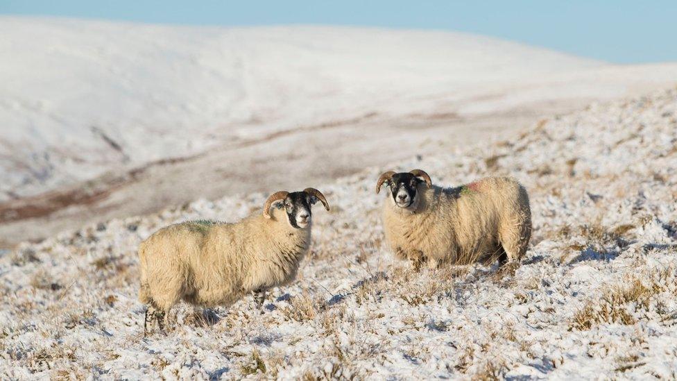 Sheep in the snow near Abington, Scotland