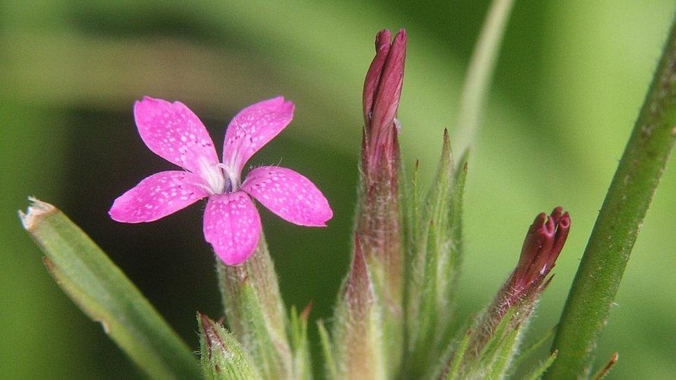 Deptford Pink