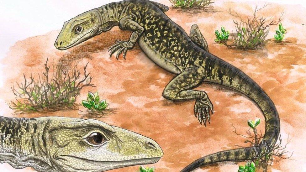 Artist's impression of Cryptovaranoides microlanius