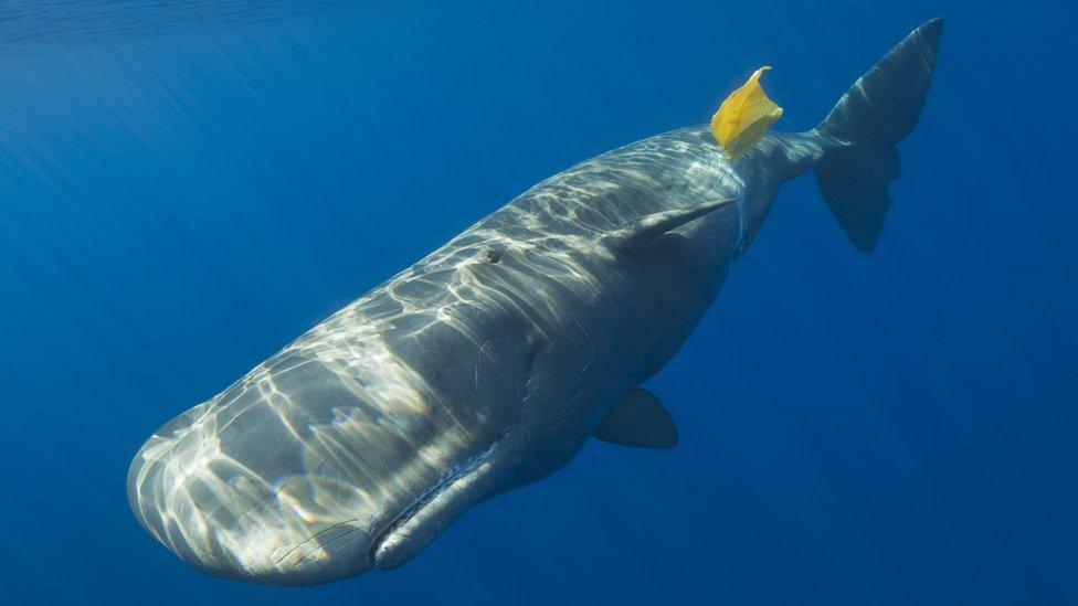 A sperm whale is pictured playing with a bright yellow plastic bag as it floats near the surface of the ocean