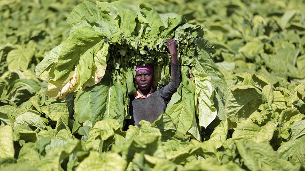 A farm work holding tobacco leaves aloft on Tilisa Farm in Bromley, Zimbabwe - Wednesday 29 January 2020