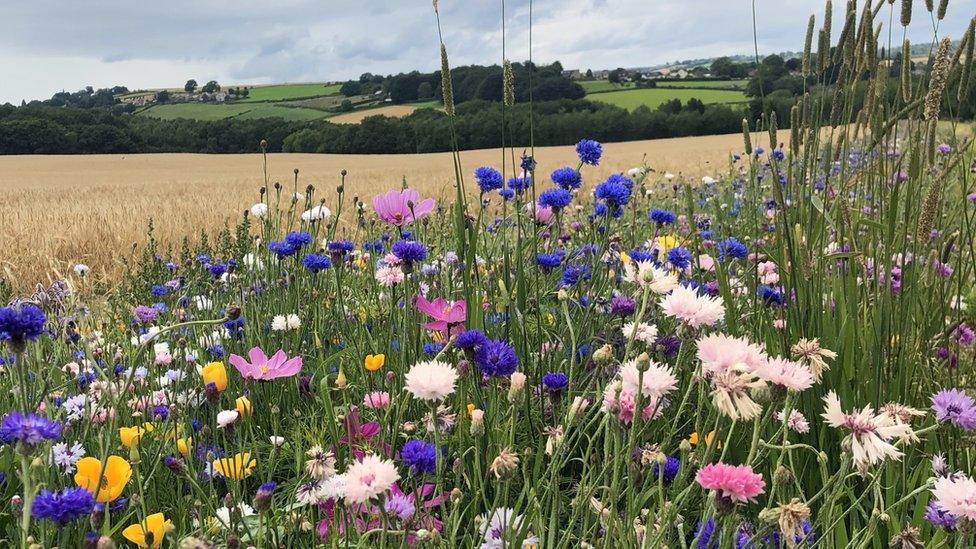 Wildflowers in the UK