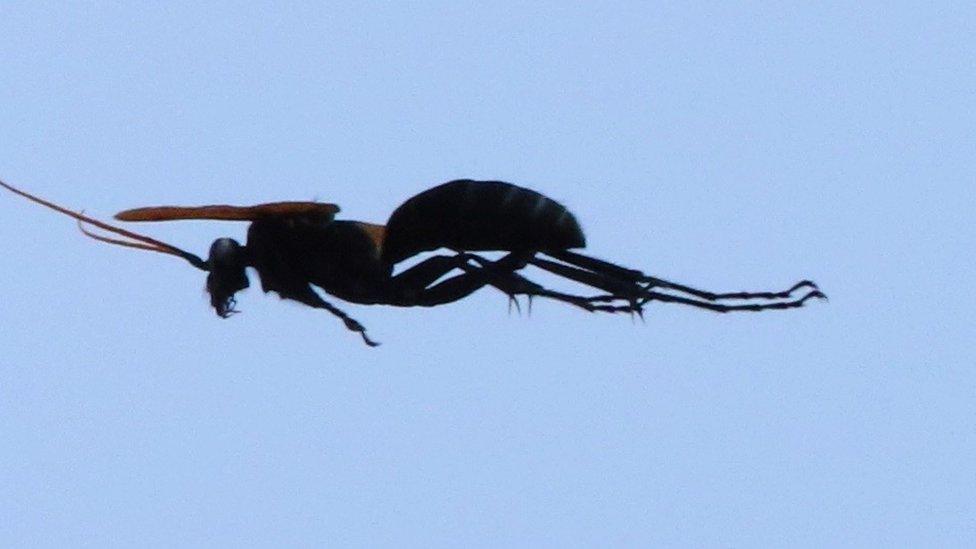 The Executioner Wasp, Polistes carnifex. This terrifying insect has one of the most painful stings known to mankind.