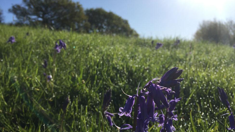 Bluebells