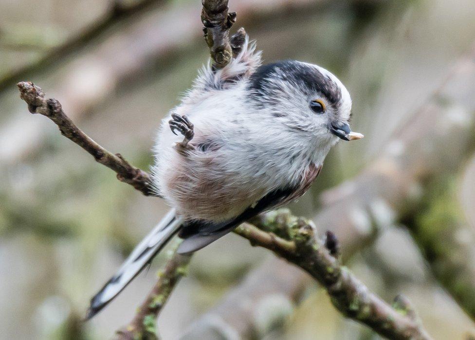 A Long Tailed Tit on a branch