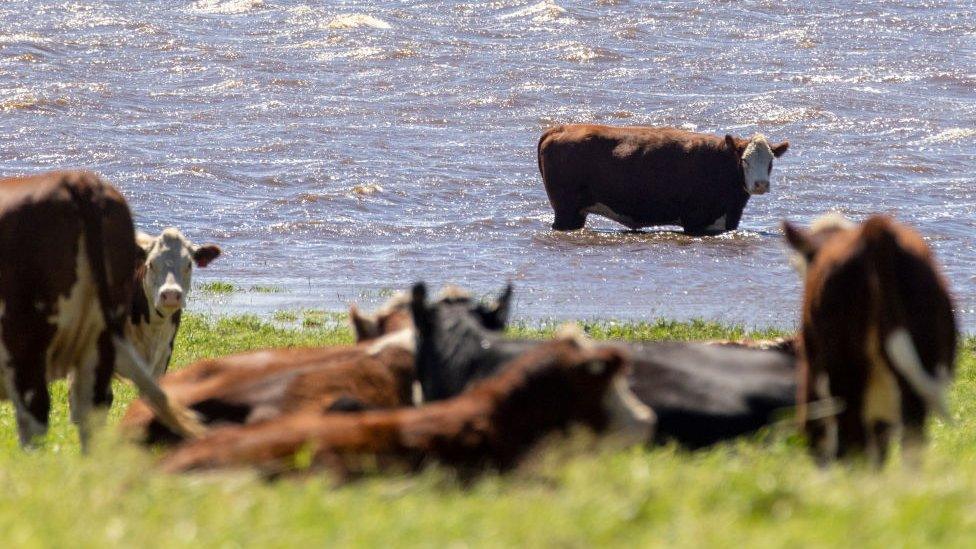 cows-in-flooded-fields