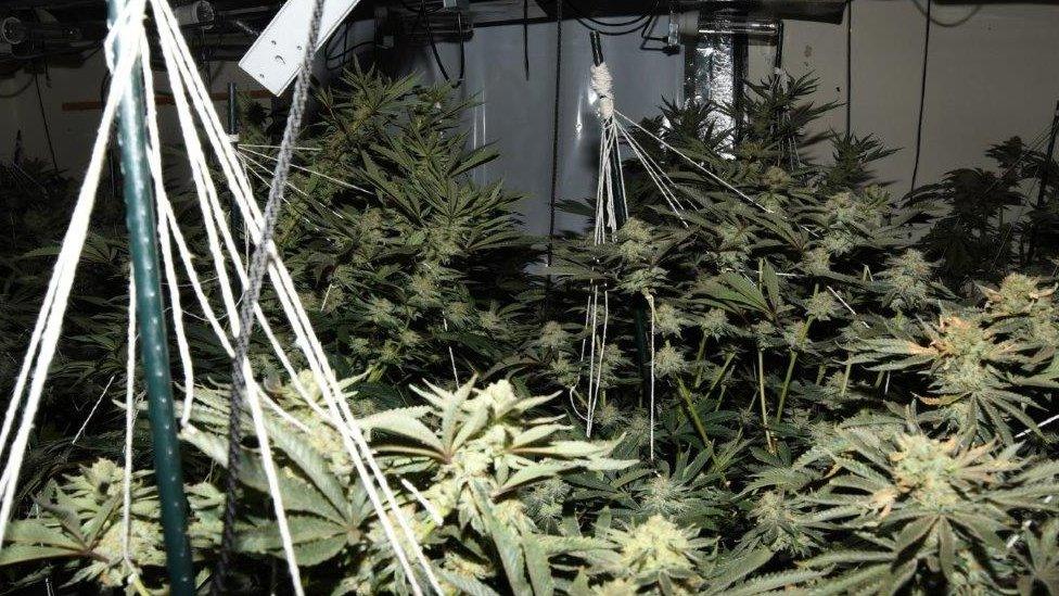 Cannabis farm