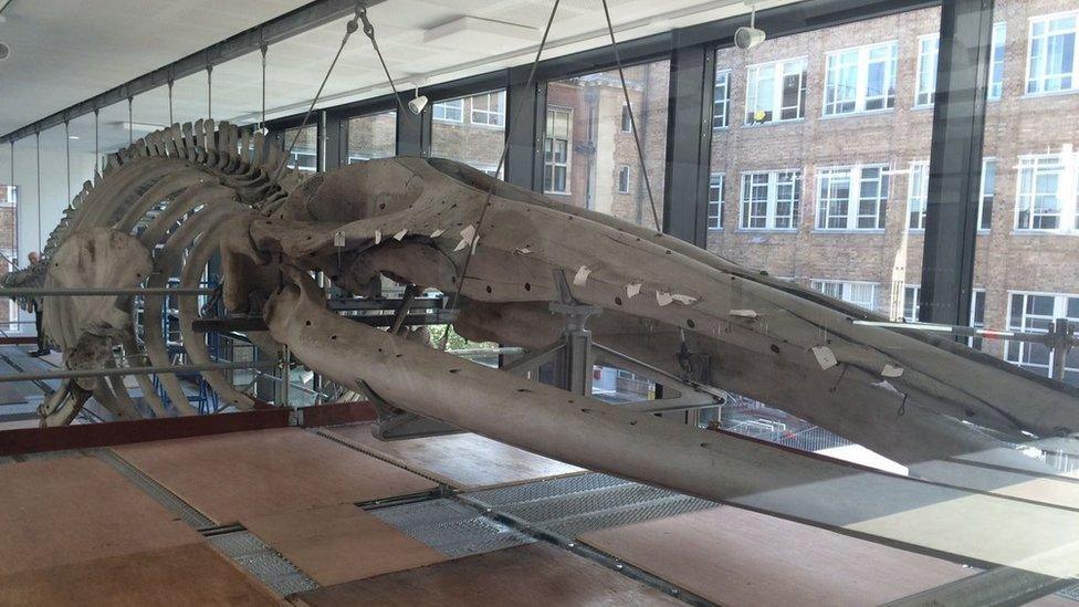 Whale skeleton