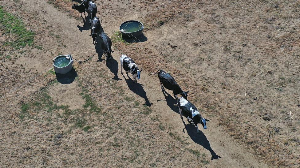 Cattle in parched fields in Tinténiac, north-west France