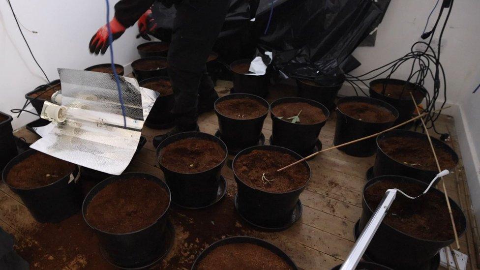 Police uncover cannabis farm