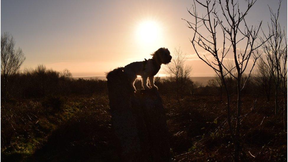 Dog at sunrise