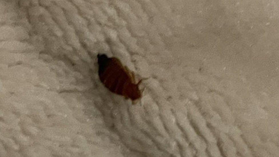 A bedbug at Rebecca Horgan's Butlins accommodation