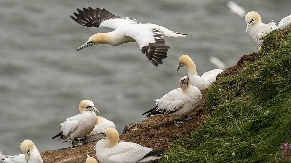 Seabirds a Bempton Cliffs