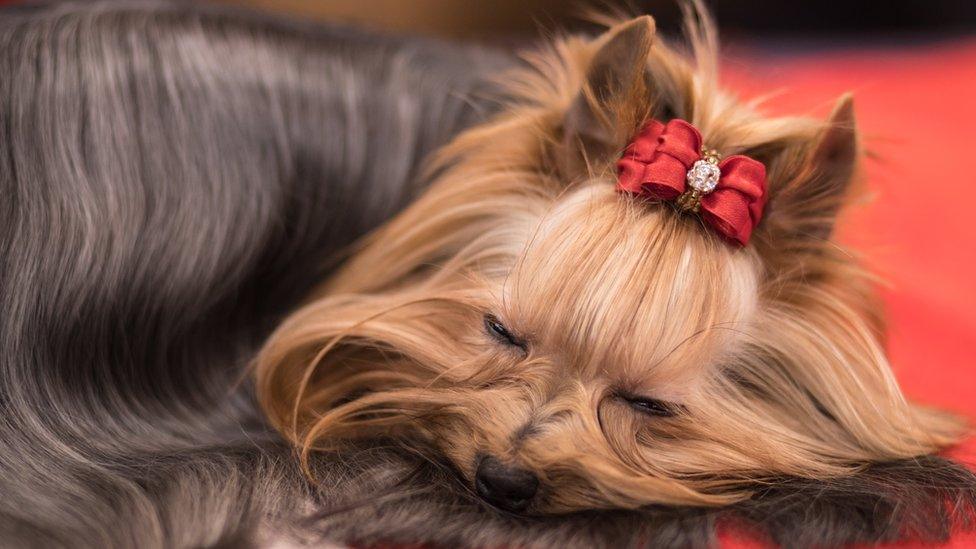 Dog with a bow in its hair