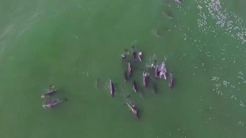 Watch these playful dolphins splashing around off the coast of South Africa.