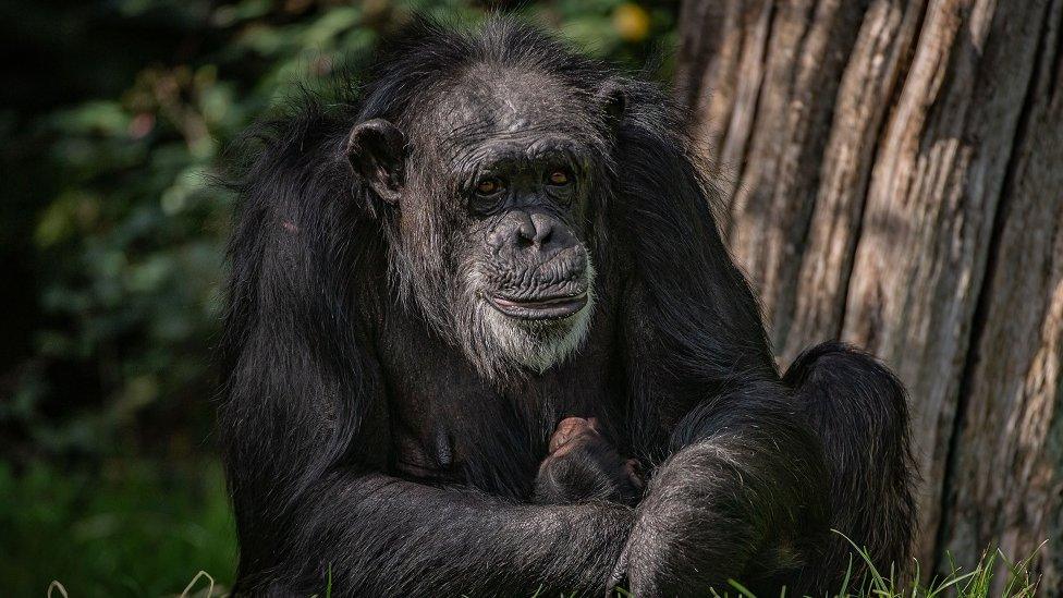 Chimpanzee nursing her baby.