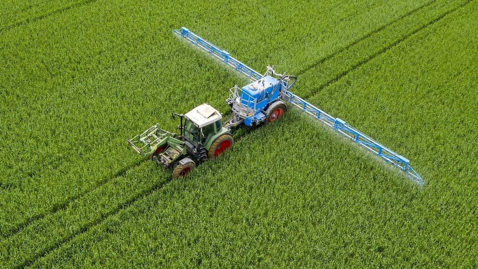 A field of wheat being fertilised