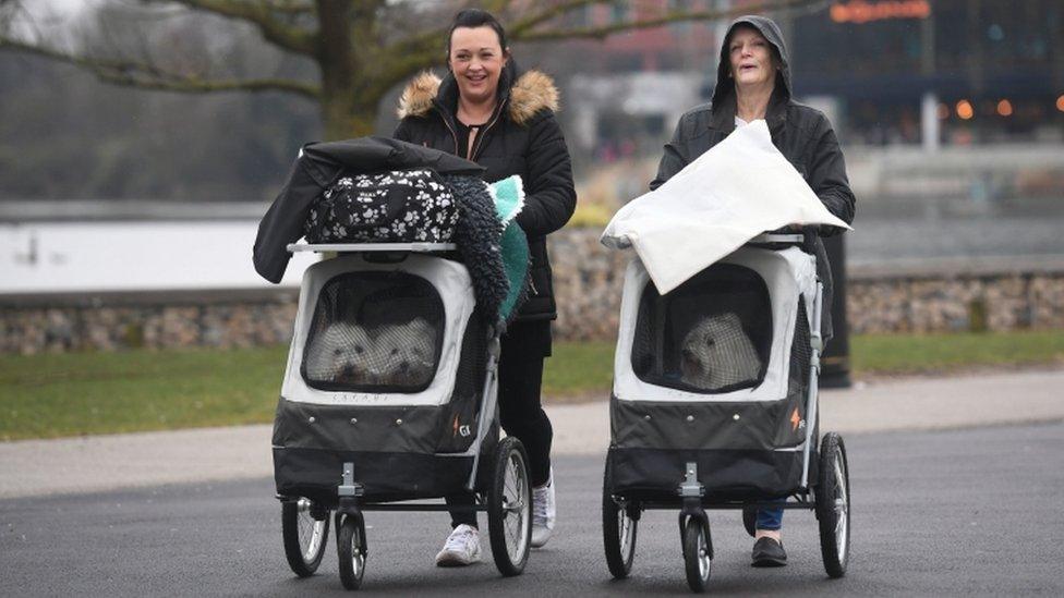 Dogs in pet travel strollers arrive at the Birmingham National Exhibition Centre