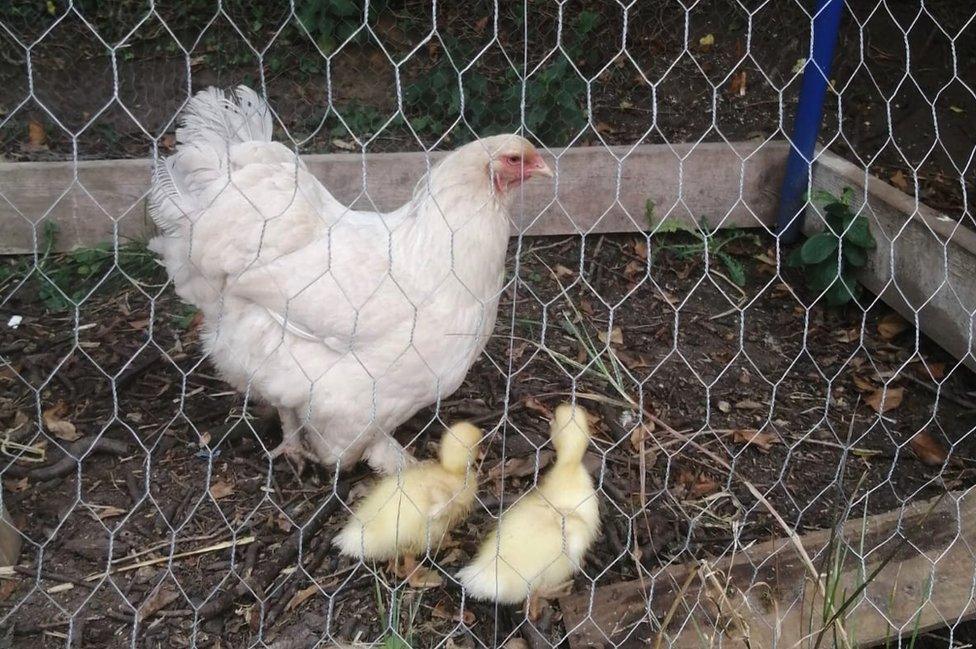 Lucy Houghton's chickens