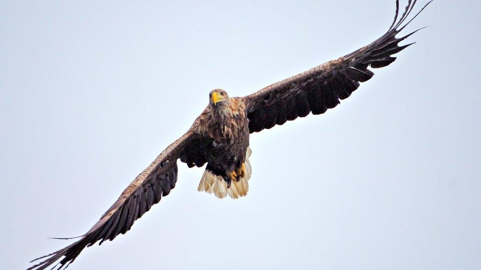 Sea eagle