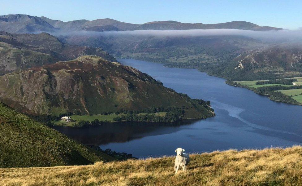 Sheep in an area of outstanding natural beauty